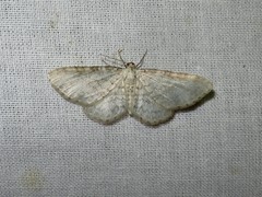 Eupithecia cretaceata