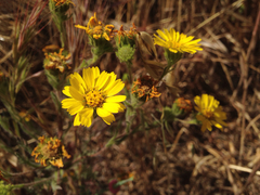 Deinandra corymbosa