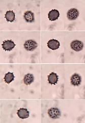 Russula pulverulenta