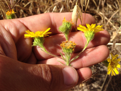 Deinandra corymbosa