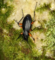 Carabus galicianus