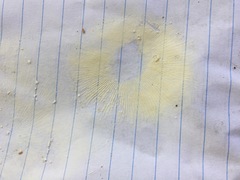 Russula pulverulenta