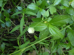 Alternanthera flavescens