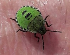 Palomena prasina