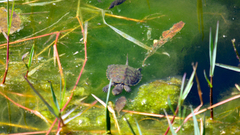 Mauremys leprosa leprosa