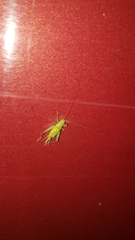 Cyrtoxipha columbiana