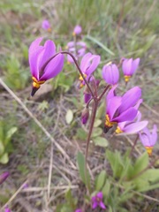 Primula pauciflora pauciflora