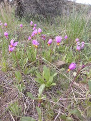 Primula pauciflora pauciflora