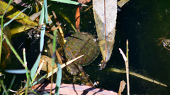 Mauremys leprosa leprosa