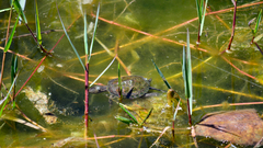 Mauremys leprosa leprosa