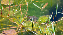 Mauremys leprosa leprosa