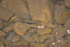 Notropis nubilus