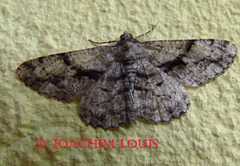 Peribatodes umbraria