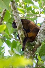 Dendrolagus lumholtzi