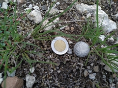 Mammillaria albiflora