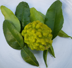 Citrus hystrix