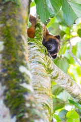 Dendrolagus lumholtzi