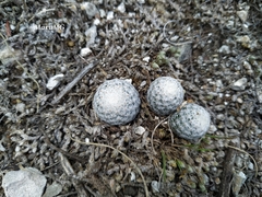 Mammillaria albiflora
