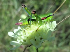 Odontopodisma decipiens