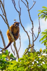 Dendrolagus lumholtzi