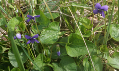 Viola labradorica