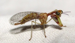 Leptomantispa pulchella