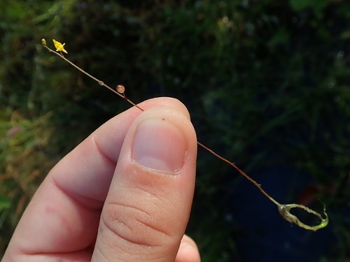 Image of Utricularia pusilla by no rights reserved