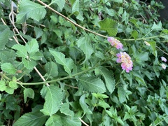 Lantana