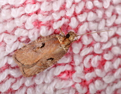 Agonopterix lythrella