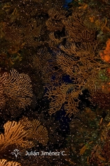 Iciligorgia schrammi