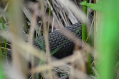 Nerodia sipedon