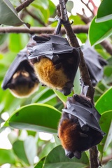 Pteropus conspicillatus