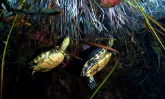 Trachemys venusta iversoni