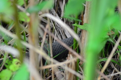 Nerodia sipedon