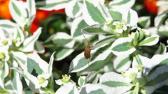 Stictopleurus abutilon