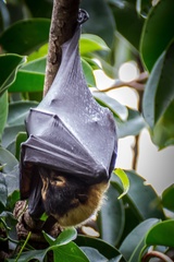 Pteropus conspicillatus