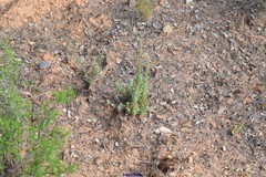 Petrosedum sediforme