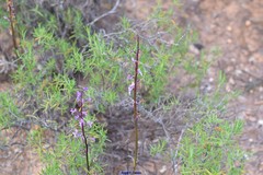 Salvia rosmarinus