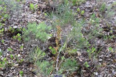 Neottia ovata