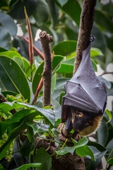 Pteropus conspicillatus