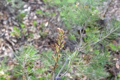 Neottia ovata
