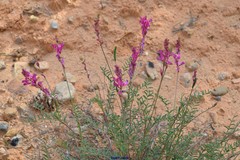 Phleum bertolonii