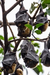 Pteropus conspicillatus