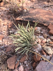 Townsendia hookeri