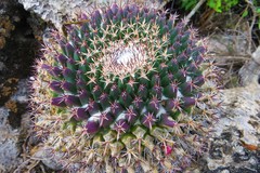 Mammillaria mystax