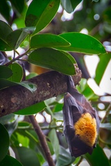 Pteropus conspicillatus