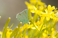 Callophrys affinis