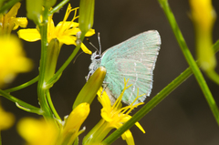 Callophrys affinis