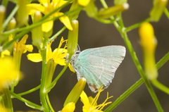 Callophrys affinis