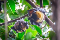 Pteropus conspicillatus